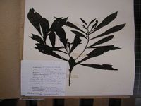 Herbarium sample